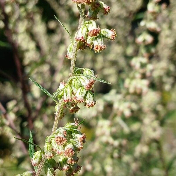 Artemisia vulgaris फूल