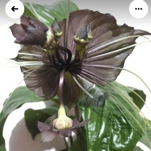 Tacca chantrieri Flower