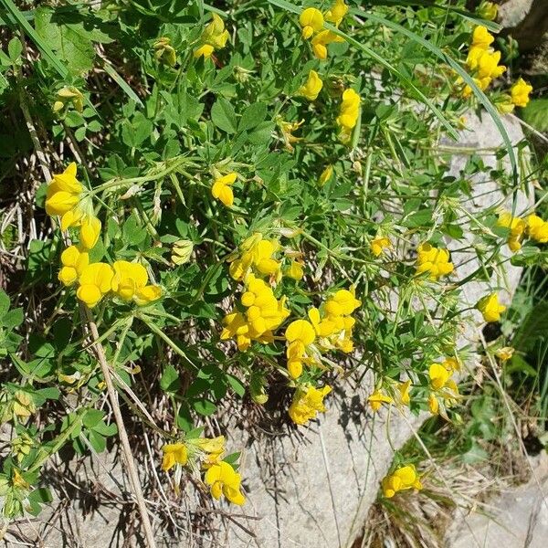 Lotus corniculatus 花