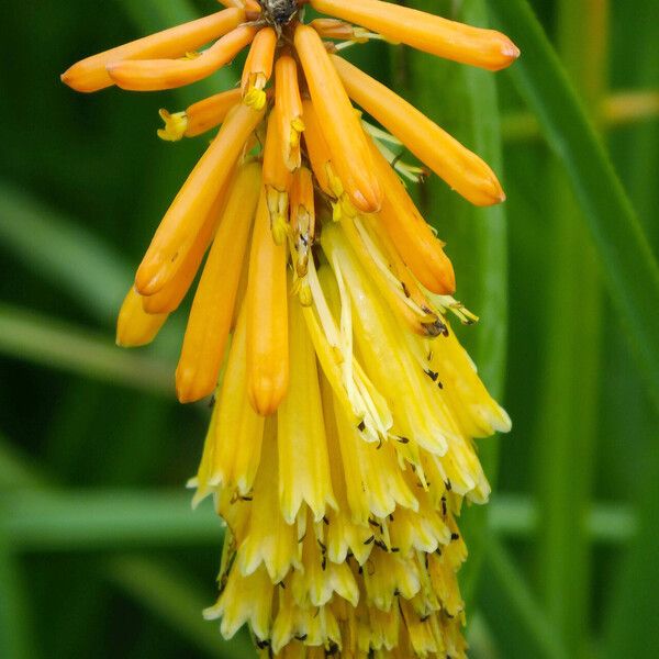 Kniphofia uvaria Flower