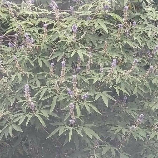 Vitex agnus-castus ഇല