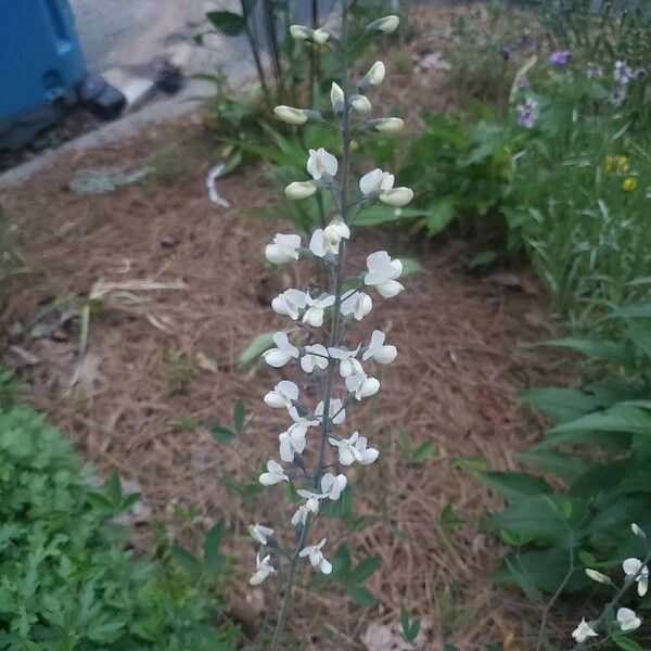 Baptisia alba Blüte