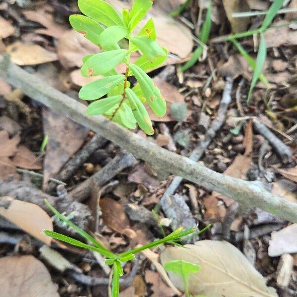 Hypericum hypericoides Лист