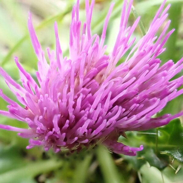 Cirsium acaule Цвят