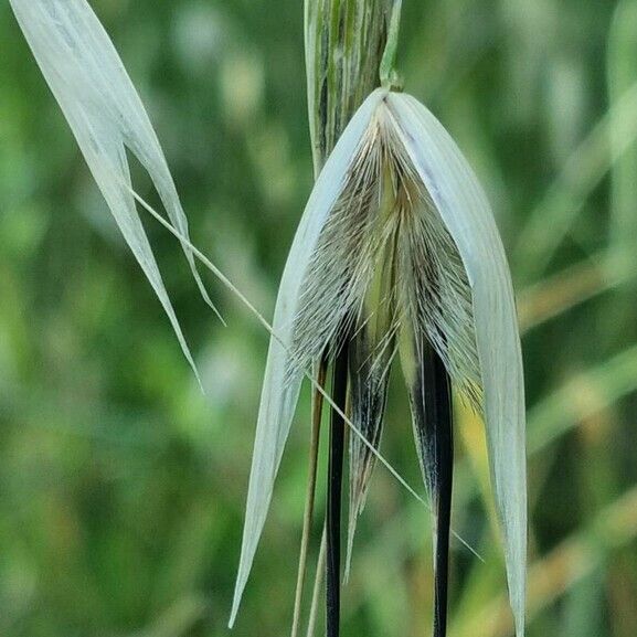 Avena sterilis Flor