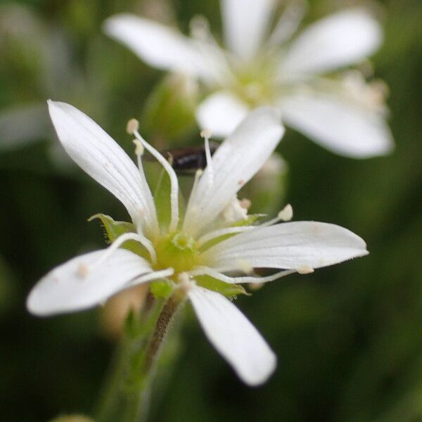 Arenaria grandiflora Blodyn