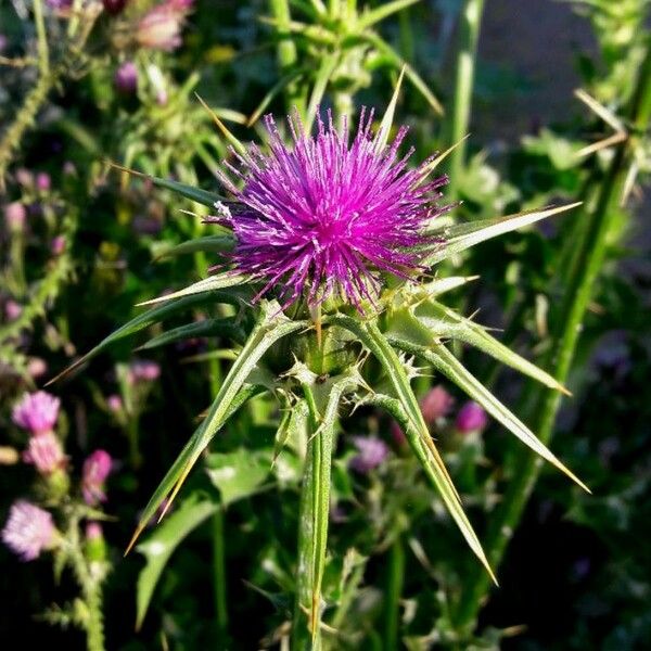 Silybum marianum Blüte