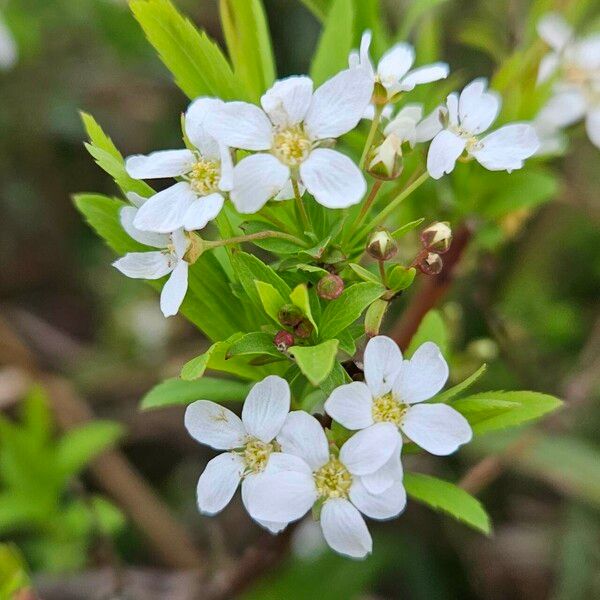 Spiraea thunbergii Lorea