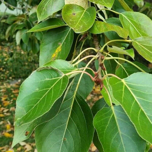 Populus tristis পাতা