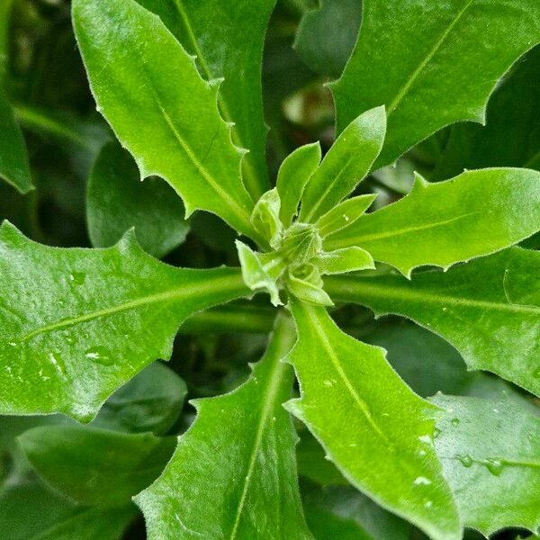 Dimorphotheca pluvialis Leaf
