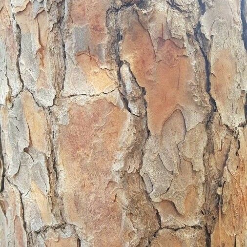 Pinus halepensis Kůra