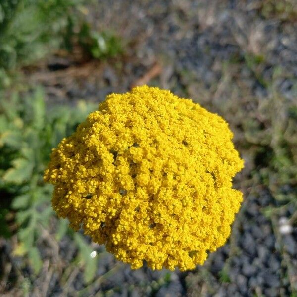 Achillea filipendulina 花