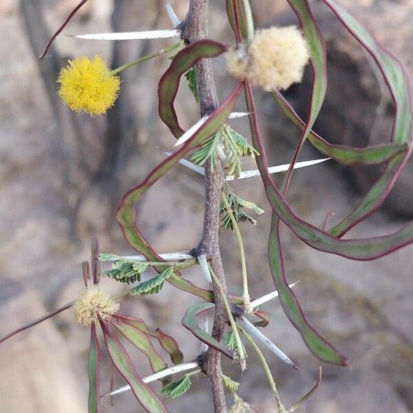 Acacia ehrenbergiana Frukto