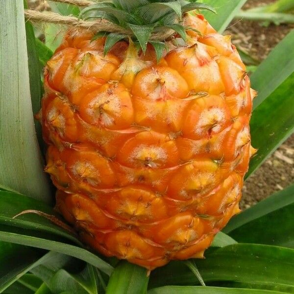 Ananas comosus Frucht