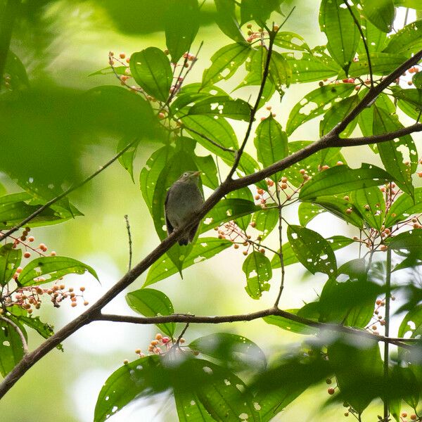 Miconia sarmentosa Gyümölcs