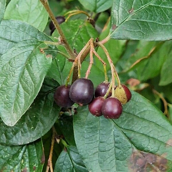 Cotoneaster acutifolius ফল