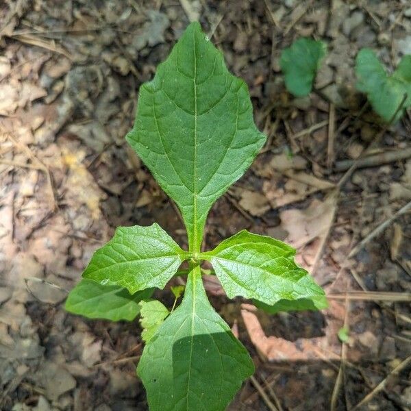 Smallanthus uvedalia List