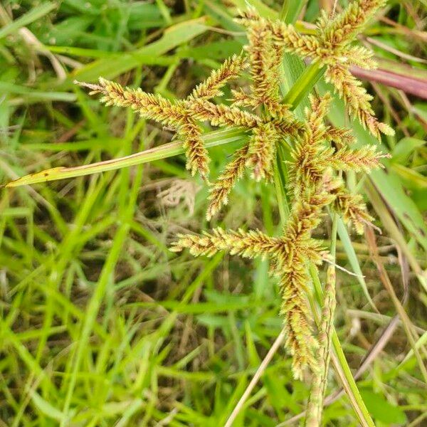 Cyperus imbricatus Květ