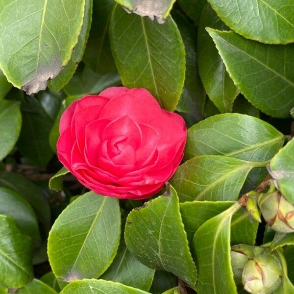 Camellia japonica 花