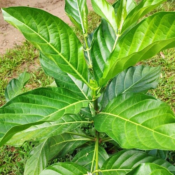 Morinda citrifolia Liść