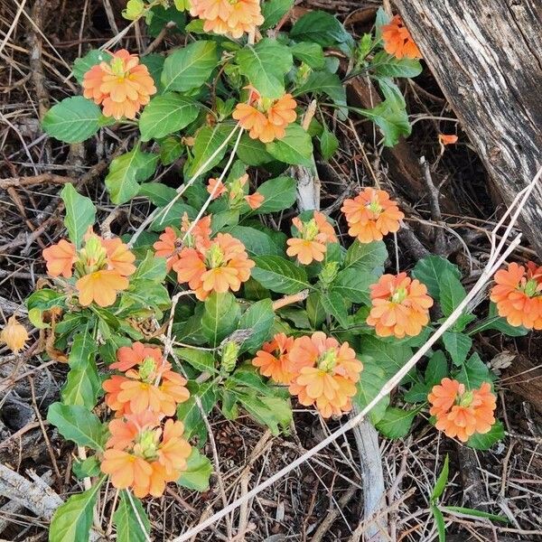 Crossandra massaica Blomma