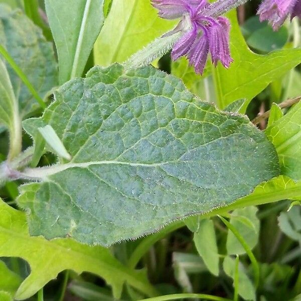 Salvia verticillata 叶