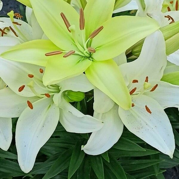 Lilium candidum Blodyn