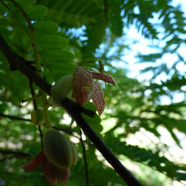 Tamarindus indica Virág