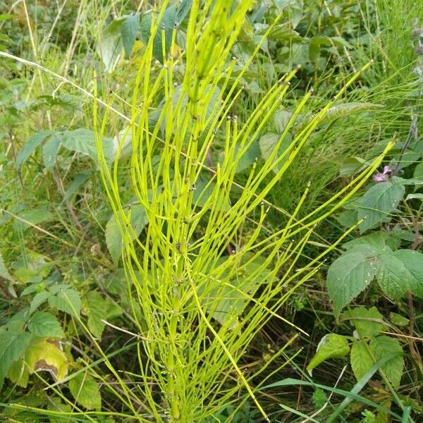 Equisetum palustre 葉