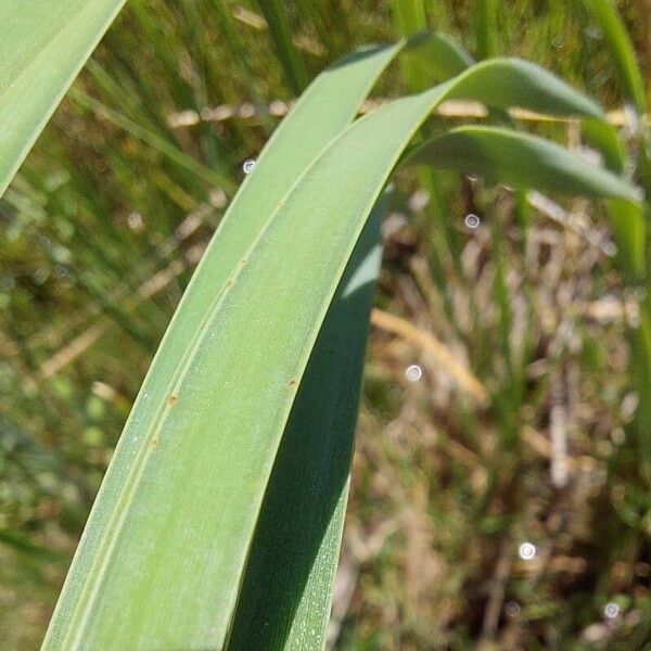 Typha domingensis Leaf