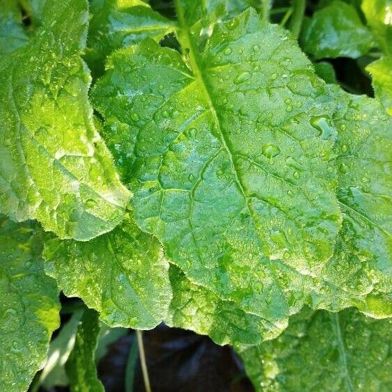 Raphanus raphanistrum Leaf