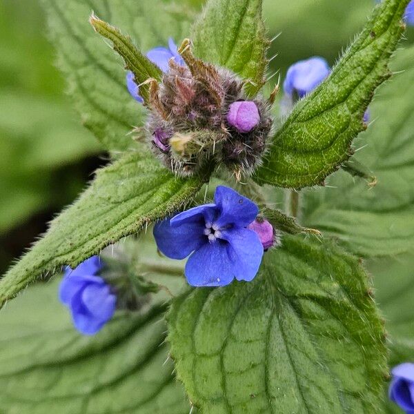 Pentaglottis sempervirens Flower