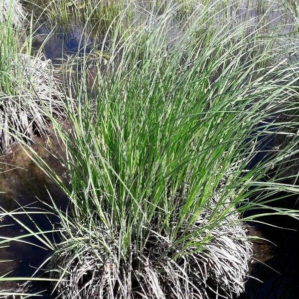 Carex paniculata Habit