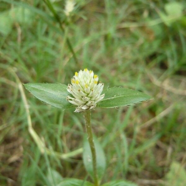 Gomphrena serrata Flower