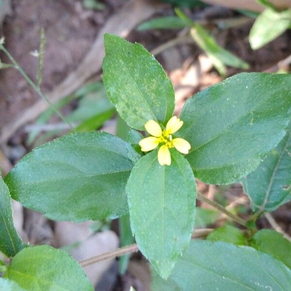 Synedrella nodiflora Flower