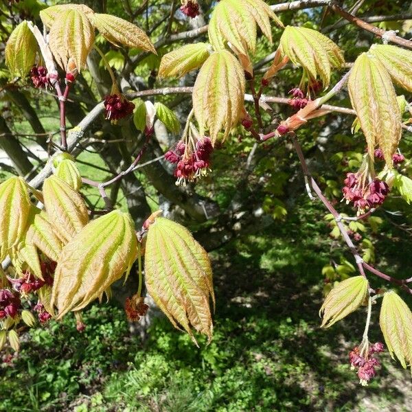 Acer circinatum Outro