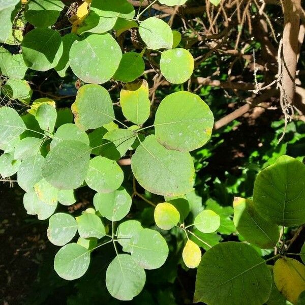 Cotinus coggygria Листок