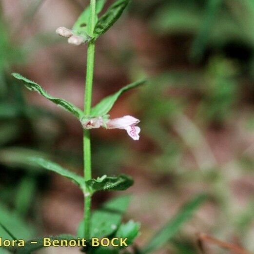 Scutellaria minor Beste bat