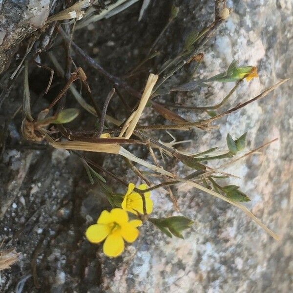 Linum trigynum 花