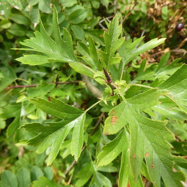 Crataegus × media Blad