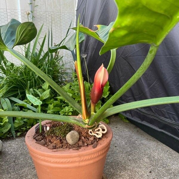 Philodendron martianum Inny