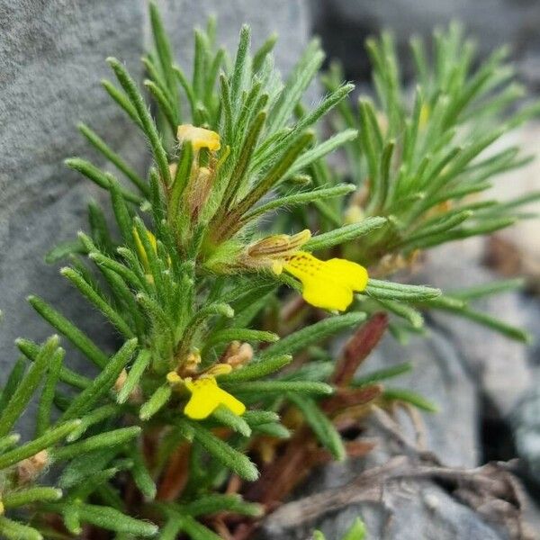 Ajuga chamaepitys Kwiat