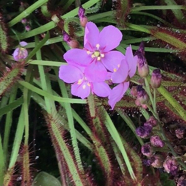 Drosera capensis Λουλούδι