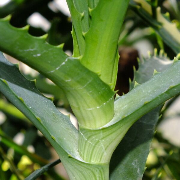 Aloe arborescens बार्क (छाल)