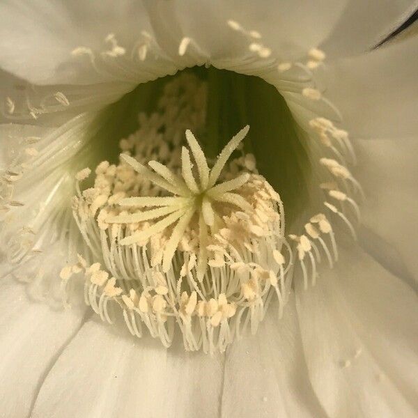 Echinopsis eyriesii ফুল