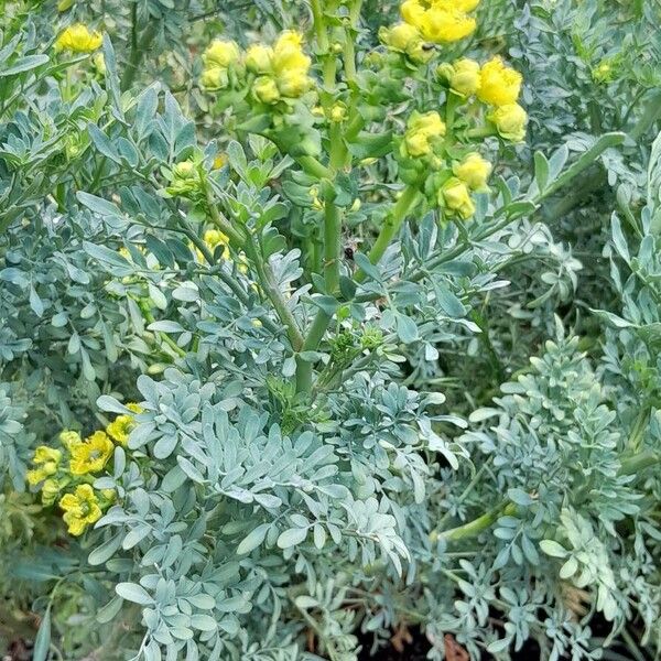 Ruta chalepensis Plante entière