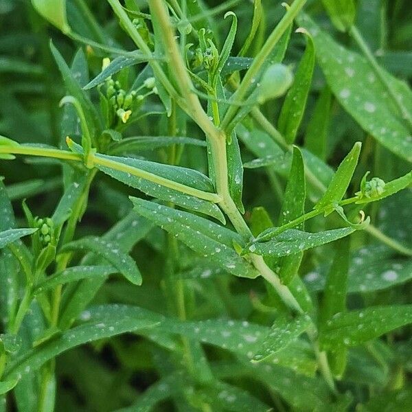 Camelina sativa Bark