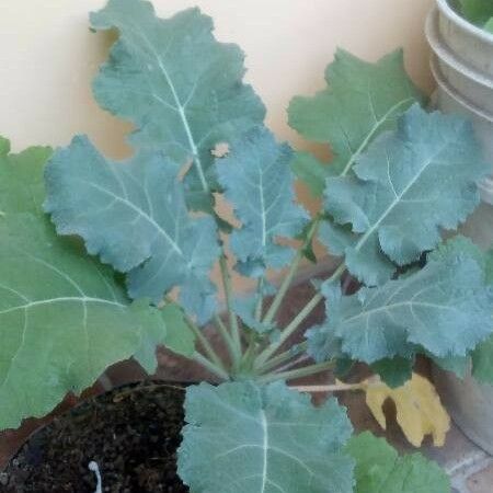 Brassica oleracea 葉