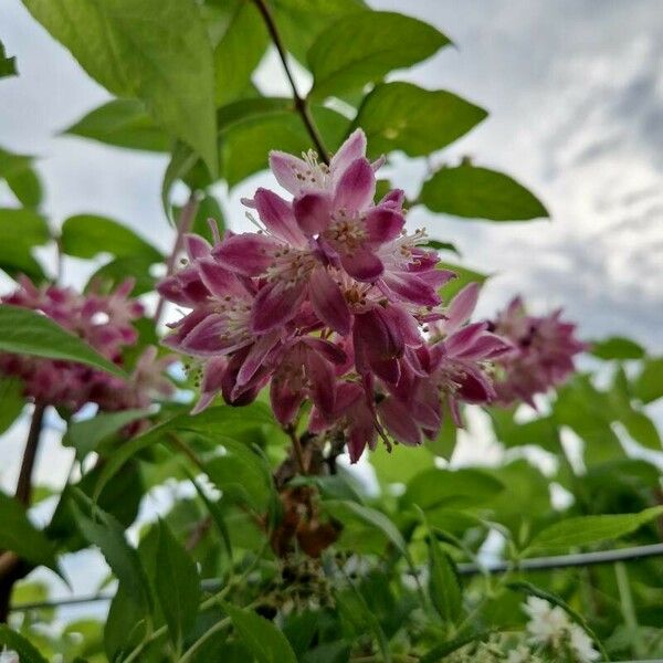 Deutzia crenata Blomma