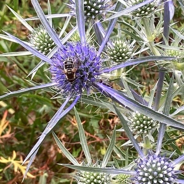 Eryngium amethystinum Blomma